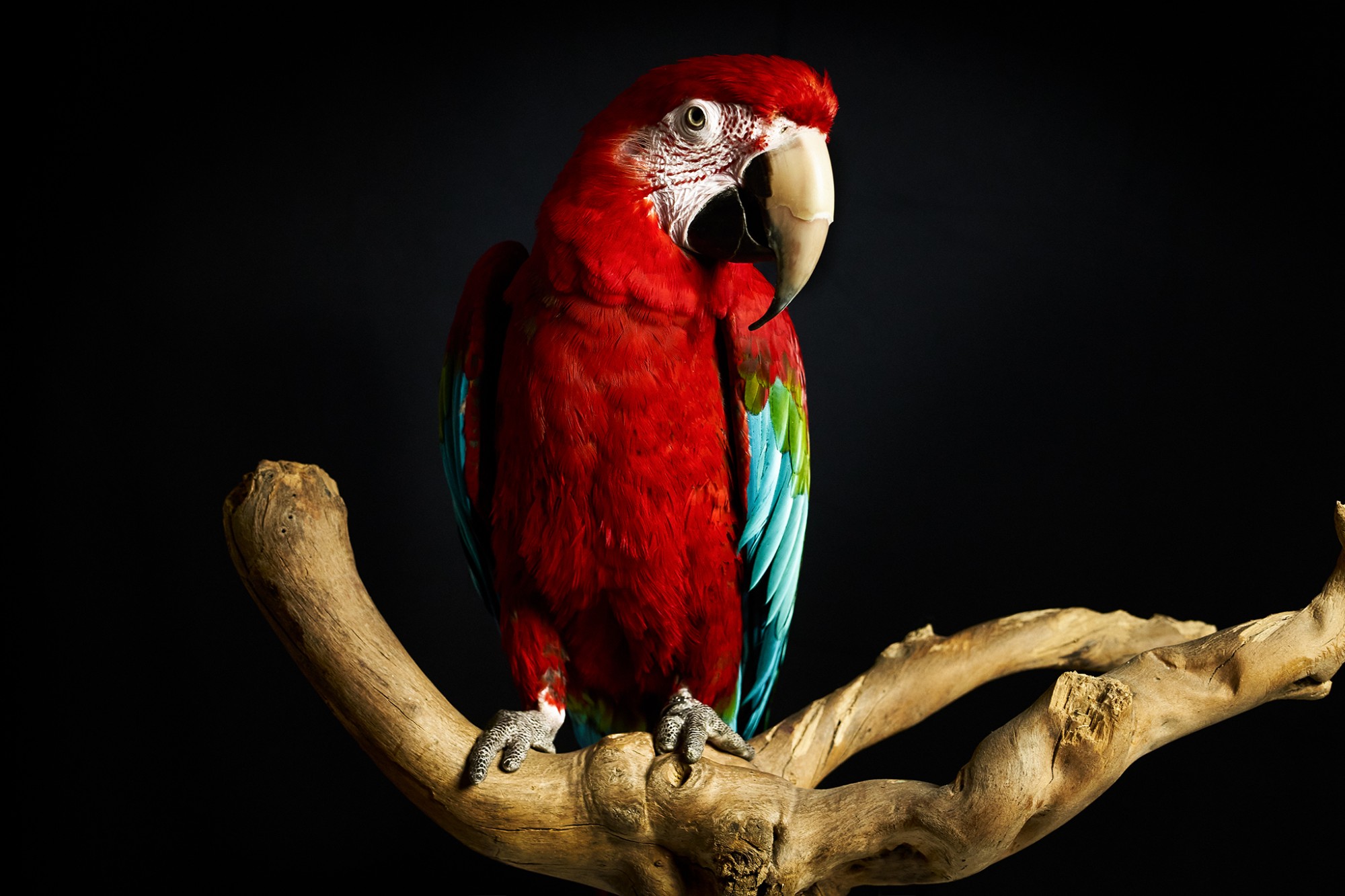 Ruby The Red Macaw from NWSP